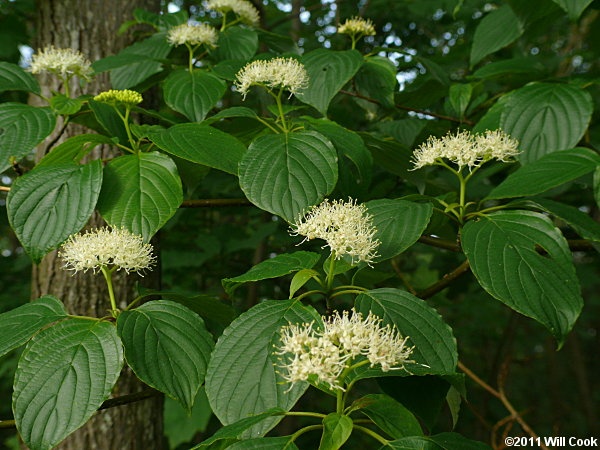 Alternate-leaved Dogwood (Cornus alternifolia) flowers