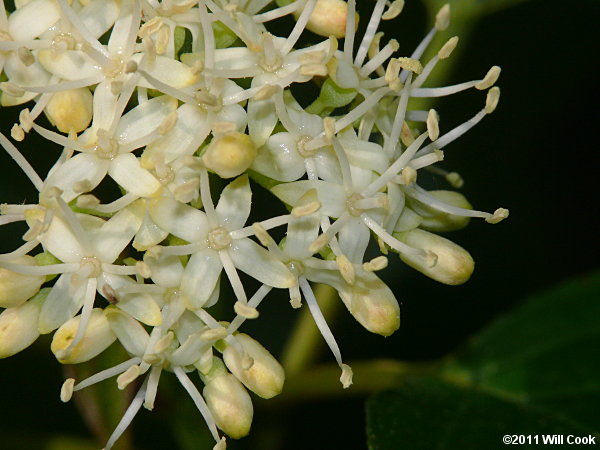 Alternate-leaved Dogwood (Cornus alternifolia) flowers