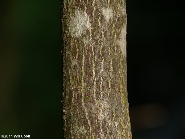 Alternate-leaved Dogwood (Cornus alternifolia) bark