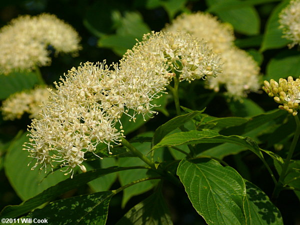 Alternate-leaved Dogwood (Cornus alternifolia) flowers