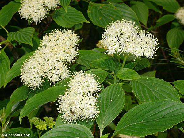 Alternate-leaved Dogwood (Cornus alternifolia) flowers