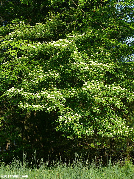 Alternate-leaved Dogwood (Cornus alternifolia) flowers