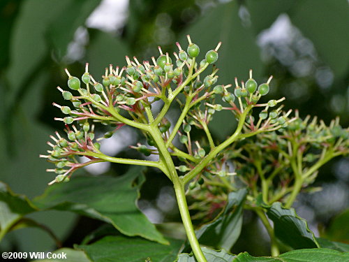 Alternate-leaved Dogwood (Cornus alternifolia) fruit