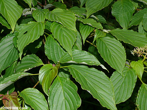 Alternate-leaved Dogwood (Cornus alternifolia) leaf