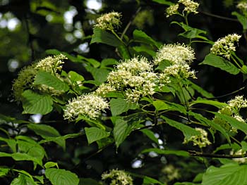 Alternate-leaved Dogwood (Cornus alternifolia) flowers