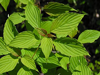Alternate-leaved Dogwood (Cornus alternifolia) leaf
