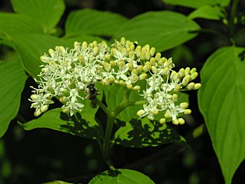 Alternate-leaved Dogwood (Cornus alternifolia) flower