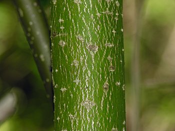 Alternate-leaved Dogwood (Cornus alternifolia) bark