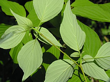 Alternate-leaved Dogwood (Cornus alternifolia) leaf