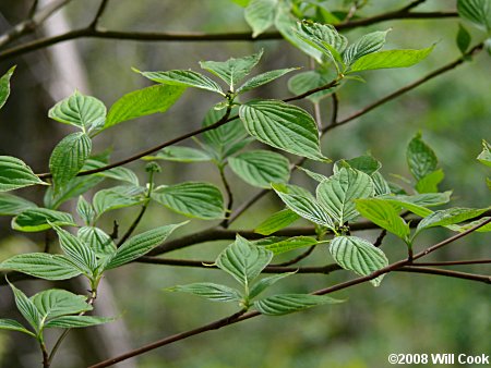Alternate-leaved Dogwood (Cornus alternifolia) leaves