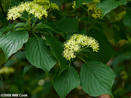 Alternate-leaved Dogwood (Cornus alternifolia) flowers