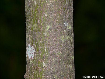 Alternate-leaved Dogwood (Cornus alternifolia) bark