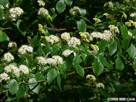 Alternate-leaved Dogwood (Cornus alternifolia) flowers