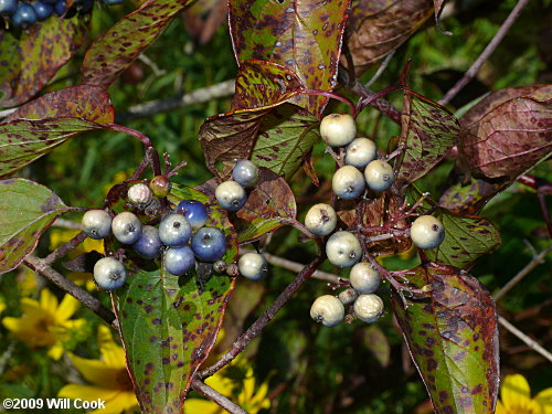 Swamp Dogwood (Cornus amomum) fruit