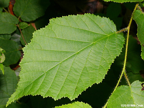 American Hazelnut (Corylus americana)