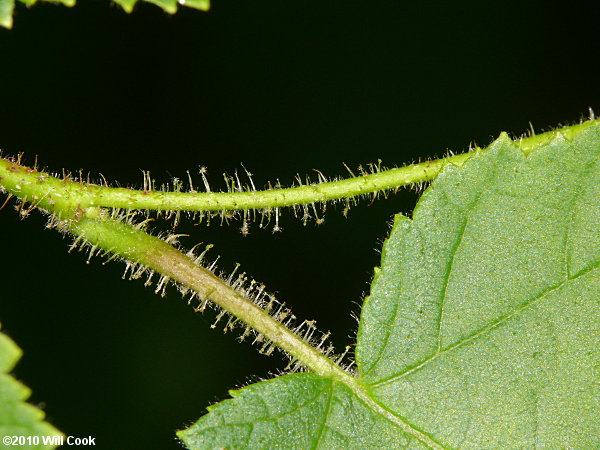 American Hazelnut (Corylus americana)