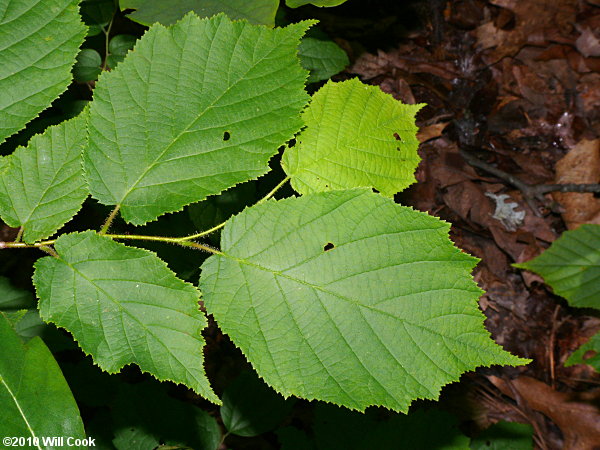 American Hazelnut (Corylus americana)