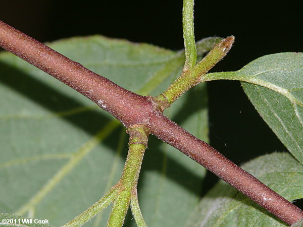 Swamp Dogwood (Cornus amomum)