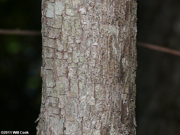 Swamp Dogwood (Cornus amomum) bark