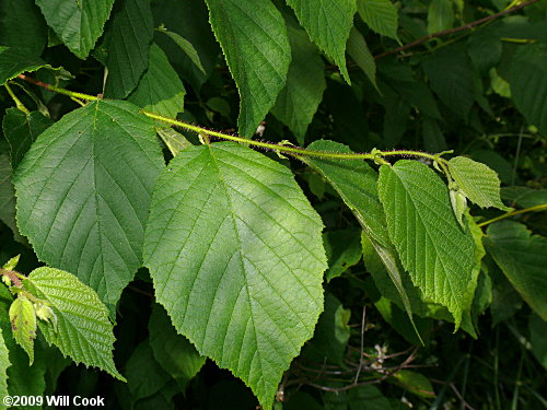 American Hazelnut (Corylus americana)