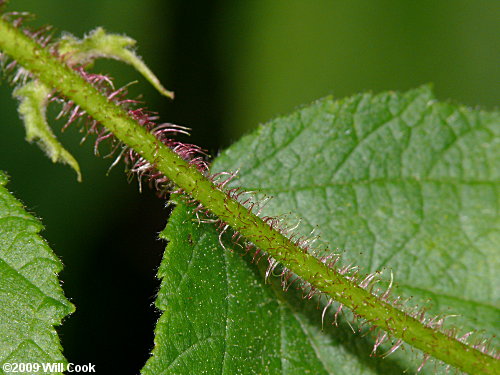 American Hazelnut (Corylus americana)