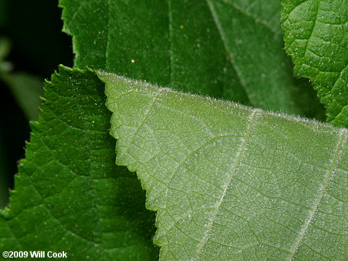 American Hazelnut (Corylus americana)