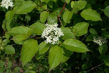 Swamp Dogwood (Cornus amomum)