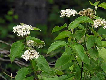 Swamp Dogwood (Cornus amomum) flowers