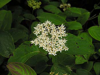 Swamp Dogwood (Cornus amomum) flowers