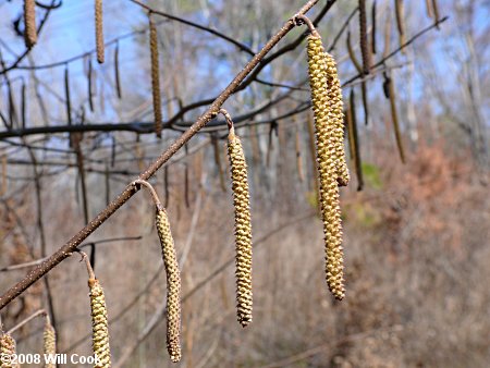 American Hazelnut (Corylus americana) catkins