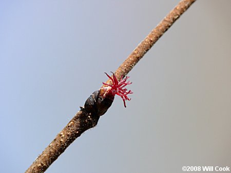 American Hazelnut (Corylus americana) female flowers