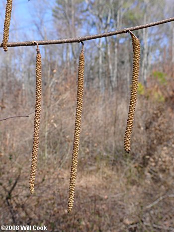 American Hazelnut (Corylus americana) catkins