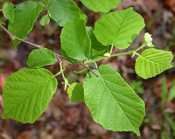 American Hazelnut (Corylus americana)