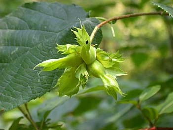 American Hazelnut (Corylus americana)