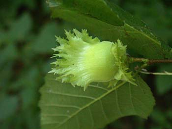 American Hazelnut (Corylus americana)