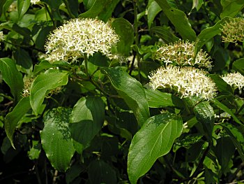 Swamp Dogwood (Cornus amomum) flowers