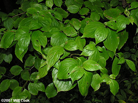 Eastern Roughleaf Dogwood (Cornus asperifolia)