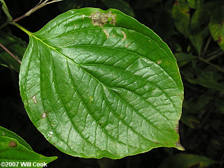 Eastern Roughleaf Dogwood (Cornus asperifolia)