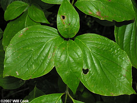 Eastern Roughleaf Dogwood (Cornus asperifolia)