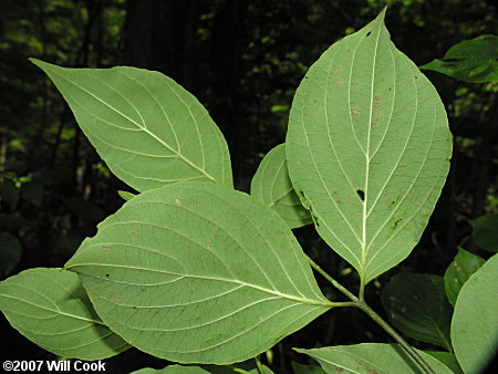 Eastern Roughleaf Dogwood (Cornus asperifolia)