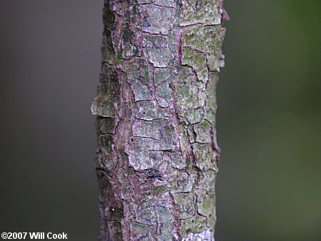 Eastern Roughleaf Dogwood (Cornus asperifolia)