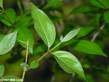 Eastern Roughleaf Dogwood (Cornus asperifolia)