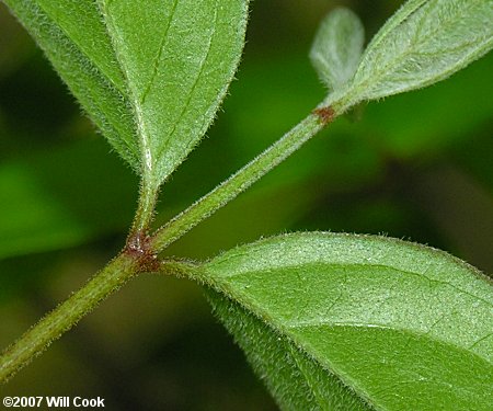 Eastern Roughleaf Dogwood (Cornus asperifolia)