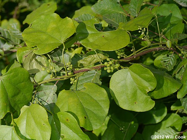 Carolina Coralbeads, Carolina Moonseed (Cocculus carolinus)