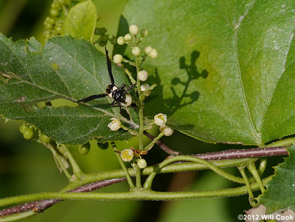 Carolina Coralbeads, Carolina Moonseed (Cocculus carolinus)