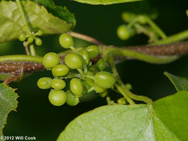 Carolina Coralbeads, Carolina Moonseed (Cocculus carolinus)