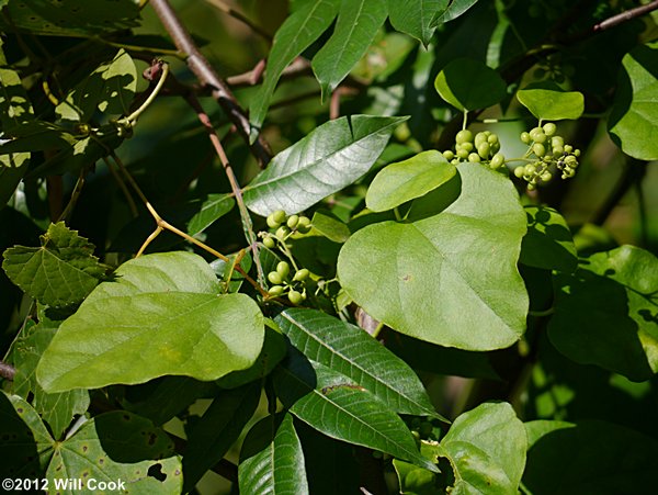 Carolina Coralbeads, Carolina Moonseed (Cocculus carolinus)