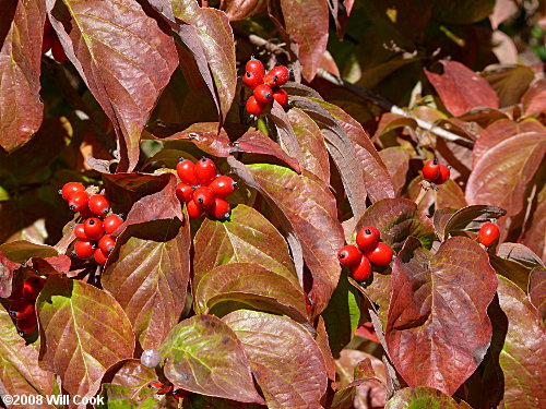 Flowering Dogwood (Cornus florida) fall color fruit