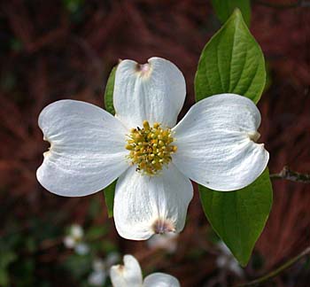 Picture Dogwood Flower on Flowering Dogwood Is The North Carolina State Flower  The Actual