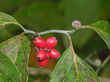 Flowering Dogwood (Cornus florida) bud